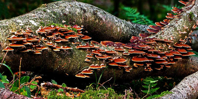 Funghi fonti di beta-glucani Funghi fonti di beta-glucani