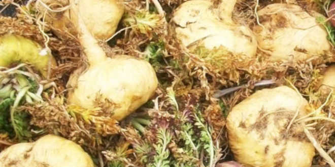 Maca Gialla – Aumenta la tua energia Maca Gialla – Aumenta la tua energia