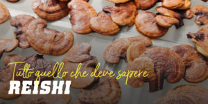 Reishi