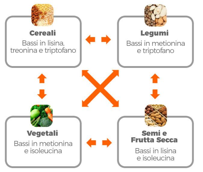 Fonti di aminoacidi per i vegani Fonti di aminoacidi per i vegani