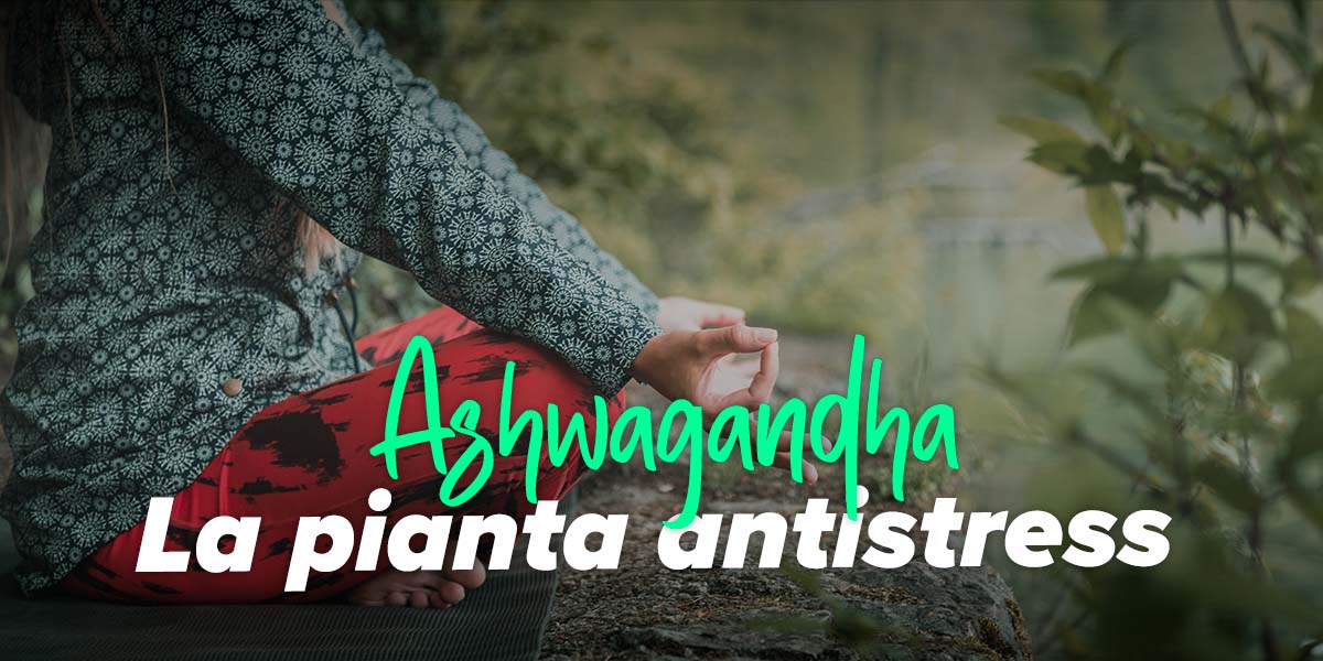 Proprietà dell’ashwagandha e il suo rapporto con il testosterone