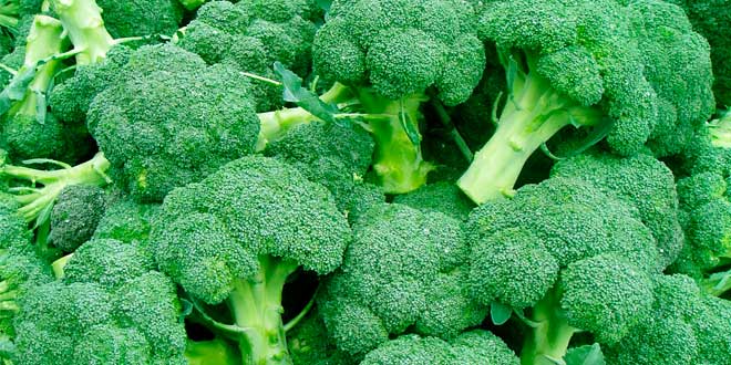 Contenuto di vitamina C nei broccoli Contenuto di vitamina C nei broccoli