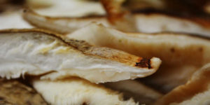 Proprietà dei funghi per la salute