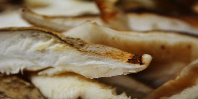 Fungo Shiitake – Rinforza il Sistema Immunitario del tuo Organismo