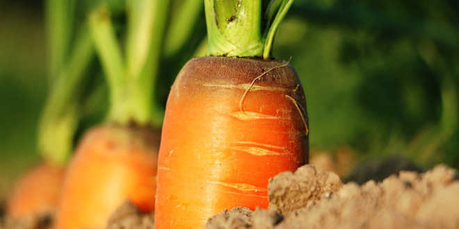 Carota fonte di vitamina A