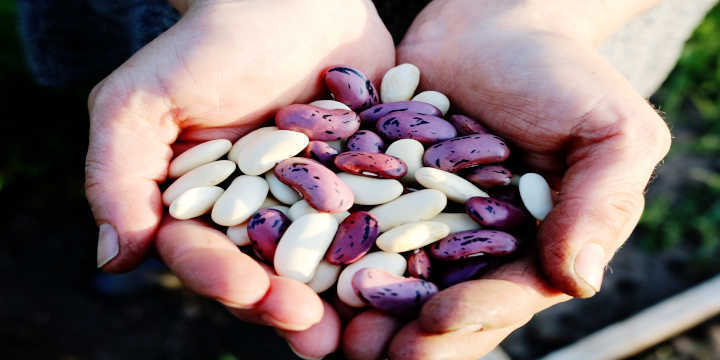 Valori nutrizionali dei fagioli bianchi