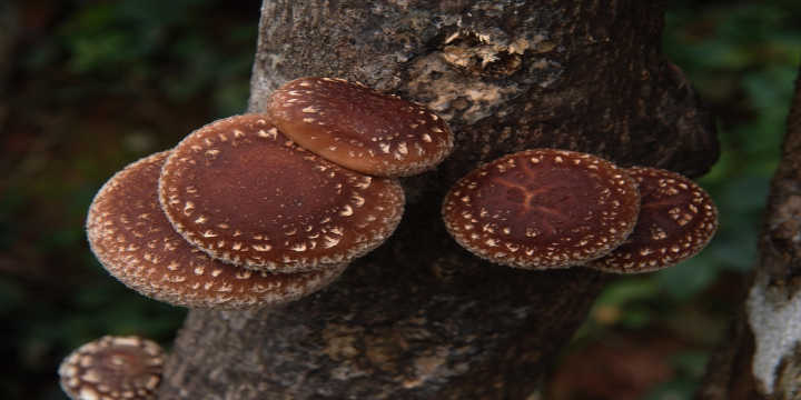 Produzione del fungo shiitake