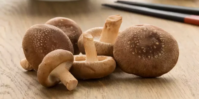 Fungo Shiitake: Proprietà, Benefici e Controindicazioni Fungo Shiitake: Proprietà, Benefici e Controindicazioni