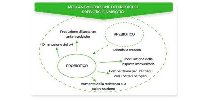 Schema del meccanismo d'azione dei probiotici