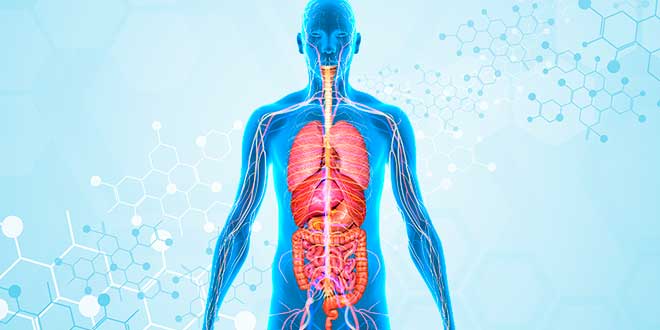 Microbiota e assorbimento dei nutrienti