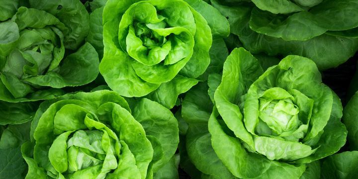 Lattuga e verdure fonti di vitamina A Lattuga e verdure fonti di vitamina A