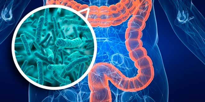 Cos'è il microbiota intestinale?