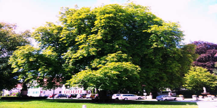 Da dove proviene l'albero dell'ippocastano