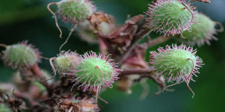 Frutti non commestibili dell'ippocastano