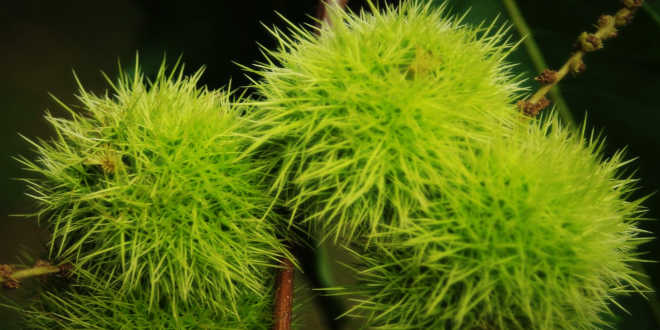 Cos'è l'ippocastano