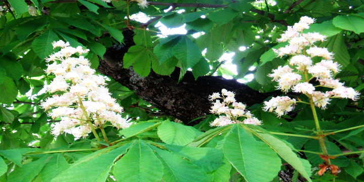 Proprietà e benefici dell'ippocastano