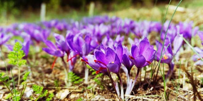 Semi di Crocus sativus Flower - 50pcs si dirigono il giardino bonsai fai da te impianto Semillas de Flores semi Fiori viola