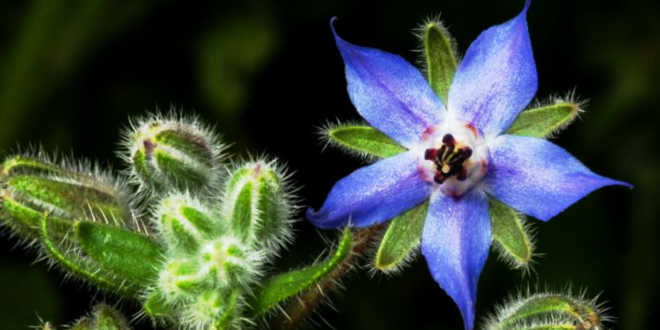 Da dove si estrae l'olio di borragine Da dove si estrae l'olio di borragine