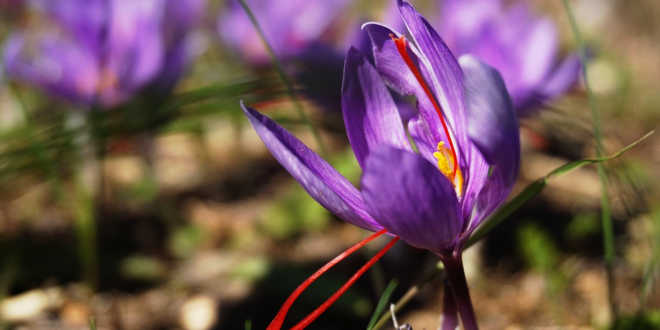Zafferano crocus sativus – Regola la funzione immunitaria Zafferano crocus sativus – Regola la funzione immunitaria