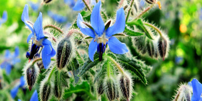 Tutte le proprietà dell'olio di borragine Tutte le proprietà dell'olio di borragine