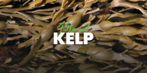 Kelp