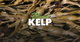 Kelp