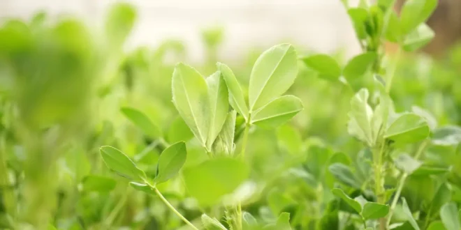 Alfalfa – Scopri il cosiddetto re degli alimenti