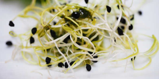 L'alfalfa in cucina