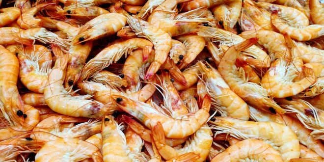 Chitosano dai crostacei Chitosano dai crostacei
