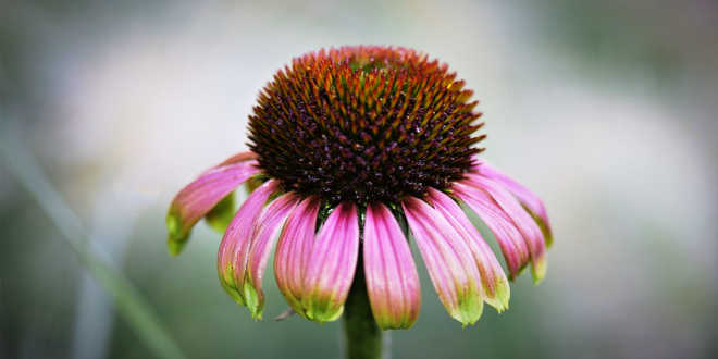 Origine dell'echinacea