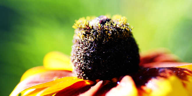 Fiore di echinacea
