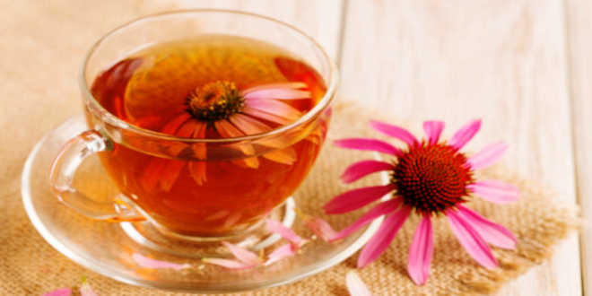 Come preparare una infusione di echinacea