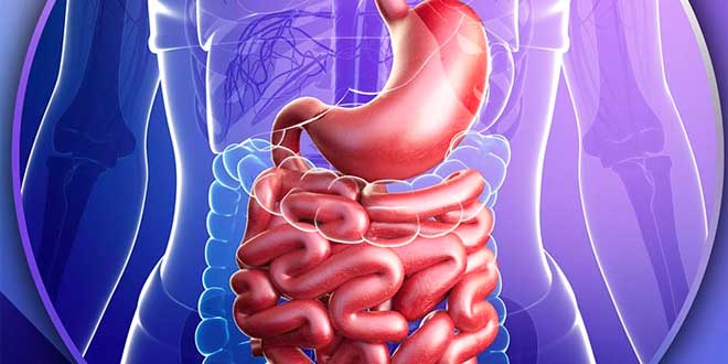 Intestino permeabile e colostro Intestino permeabile e colostro