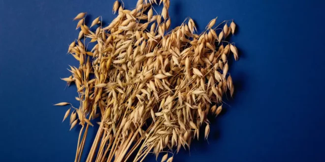 Funzioni e proprietà dell’avena sativa per la salute Funzioni e proprietà dell’avena sativa per la salute