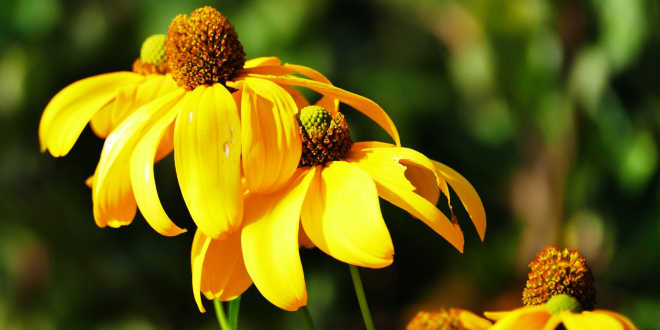 Echinacea – Protegge in modo naturale il tuo sistema immunitario