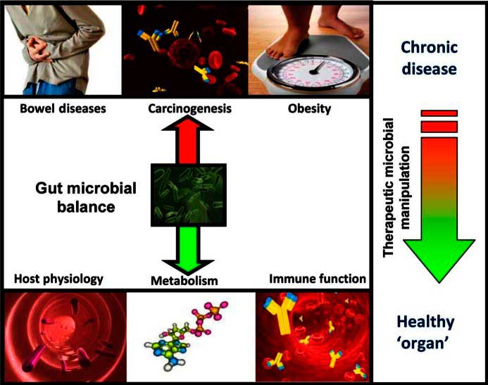 Schema bilancio microbico