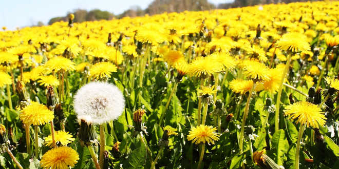 Campo di dente di leone in fiore
