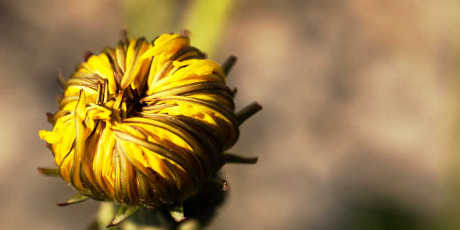 Fiore di dente di leone