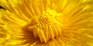 Benefici e proprietà del dente di leone