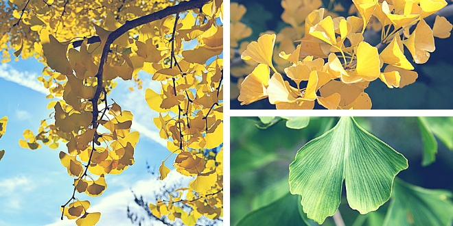 Albero di ginkgo biloba