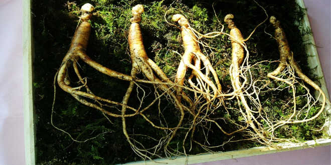 Combinazione di ginseng e pappa reale