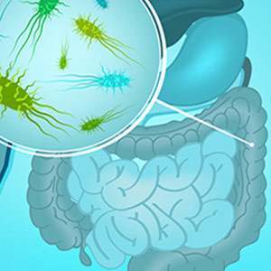 Inulina e flora intestinale