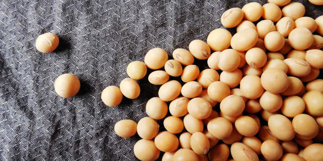 Isoflavoni di soia – Un rimedio naturale per la menopausa