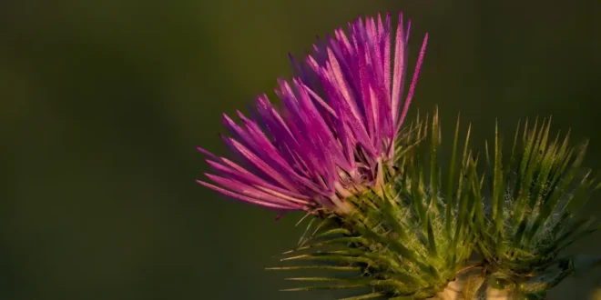 Cardo Mariano, un grande protettore epatico naturale Cardo Mariano, un grande protettore epatico naturale