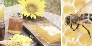 Usi della Pappa Reale