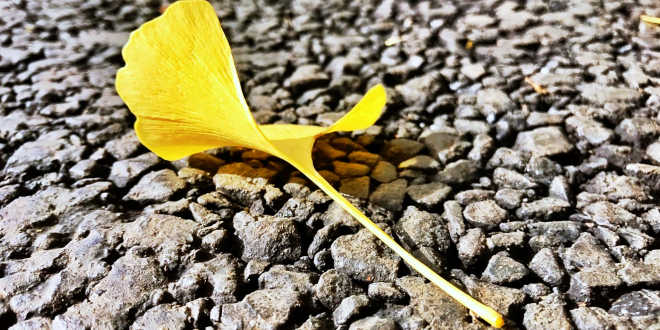 Storia del ginkgo biloba