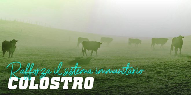 Colostro – Cos’è, composizione e benefici per gli sportivi Colostro – Cos’è, composizione e benefici per gli sportivi