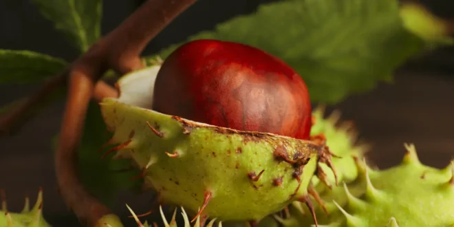Benefici dell’ippocastano per le gambe stanche