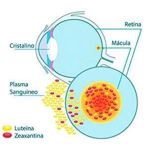 Come agisce la zeaxantina Come agisce la zeaxantina
