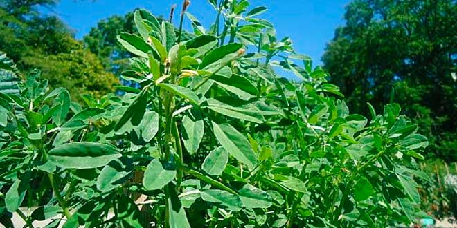 Coltivazione del fieno greco